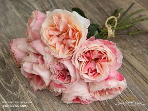 ROSE PRINCESS AIKO 50